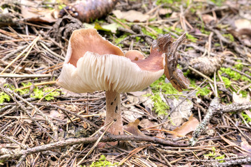 Toadstool in forest