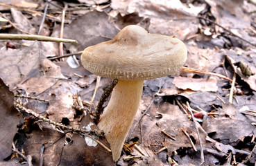 A mushroom Paxillus