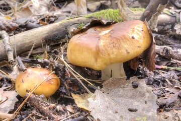 Mushroom stinking russula
