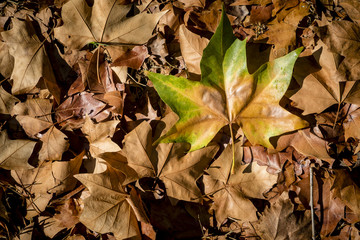 autumn colorful leaves in Catalonia