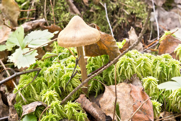 Toadstool in forest