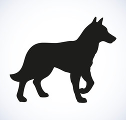 Vector outline drawing. Purebred dogs and mongrels