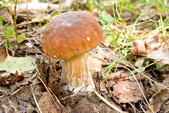 Cep on a white