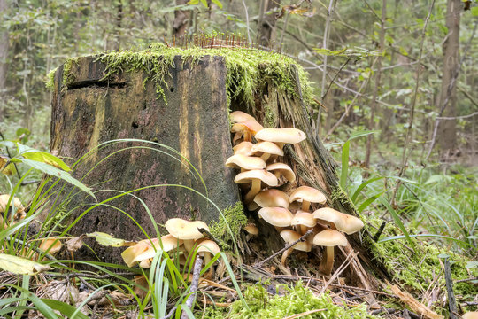 Colony of toadstools on a stump