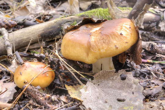 Mushroom stinking russula