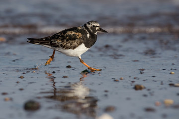 Ruddy Turnstone, Turnstone , Arenaria interpres