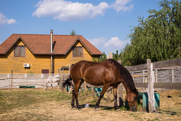 Obraz na płótnie Canvas Horses on the farm