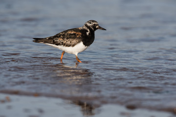 Ruddy Turnstone, Turnstone , Arenaria interpres