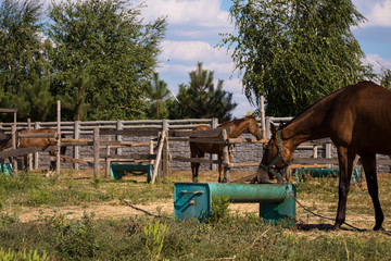 Naklejka na ściany i meble Horses on the farm