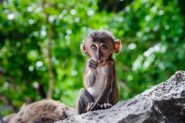 Velours gordijnen Aap Cub Macaca fascicularis sitting on a rock and eat. Baby monkeys on the Phi Phi Islands, Thailand  © Zireael