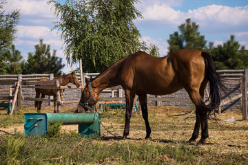 Plakat Horses on the farm
