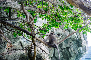 Macaque sitting on a mangrove tree. Macaca fascicularis