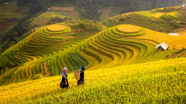 Fototapeta Wietnam. Pola ryżowe przygotowują żniwa w północno-zachodnim Wietnamie
