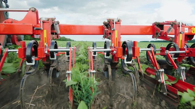 Organic agriculture. Tractor plow removes weeds from smooth sunflower sprouts