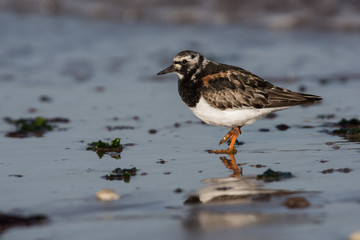 Ruddy Turnstone, Turnstone , Arenaria interpres
