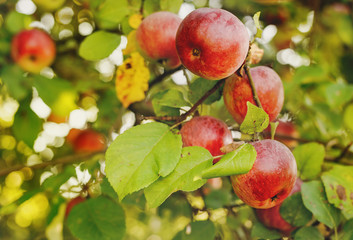 Obraz premium Organic red apples on a branch ready to be harvested