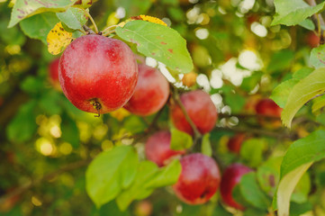 Organic red apples on a branch ready to be harvested