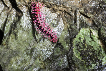 Shocking pink millipede (Desmocytes purpurosea), Found that only in Thailand
