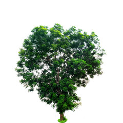 Fototapeta premium Tree isolated on a white background with clipping path