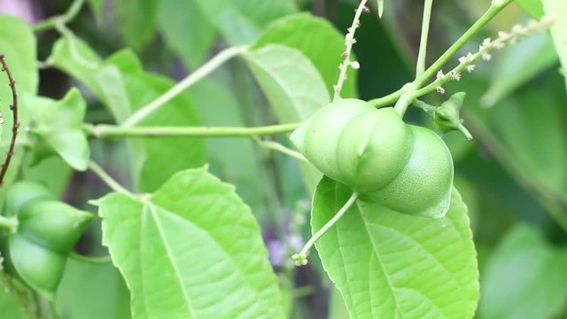 fresh capsule seeds fruit of sacha Inchi peanut.