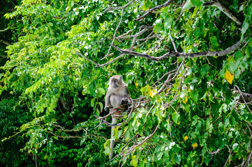 Naklejka na ściany i meble Macaque sitting on a mangrove tree. Macaca fascicularis