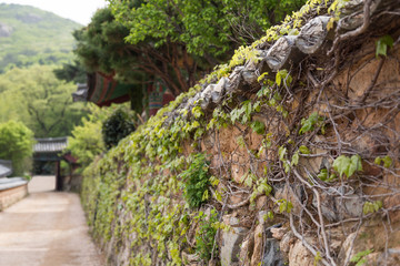 Fototapeta na wymiar Alley, stone wall with vines and lush vegetation at the Beomeosa Temple in Busan, South Korea. Focused on the foreground.