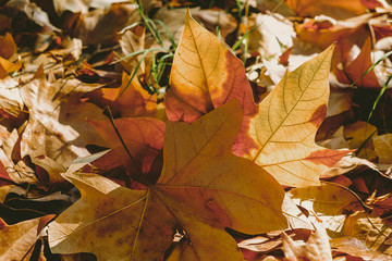 background with autumn colorful leaves