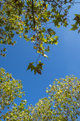 Obraz premium Park in autumn in Catalonia Spain