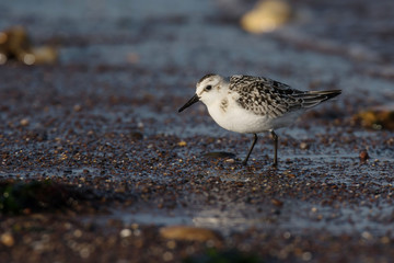 Sanderling, Calidris alba