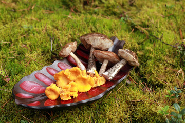 chanterelles and boletus on a wooden platter in the forest