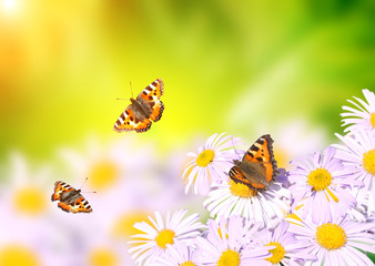 butterflies flying over flowers