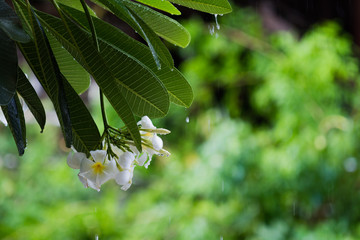 White Plumeria flowers in raining with water droplets and blured