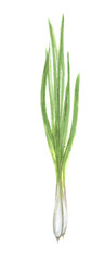 Watercolor isolated green onion on white background. Fresh and healthy fruit with vitamins. Natural vegan food.