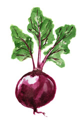 Watercolor isolated beet root. Fresh and healthy fruit with vitamins. Natural vegan food.