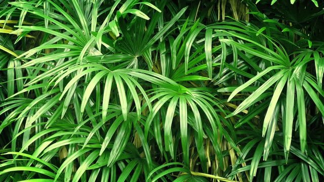Tropical Plants In Breeze