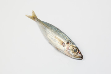 Fototapeta premium Sardine pilchard herring Fish