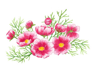 Bouquet of cosmos flowers and leaves, Floral watercolor painting on isolate backgrounds.