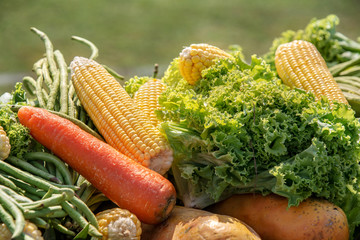 Many vegetable and fruit prepare for elephants buffet