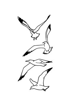 Sea gulls illustration
