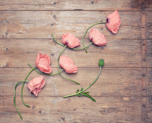 Beautiful pink poppy flowers on an old wooden surface