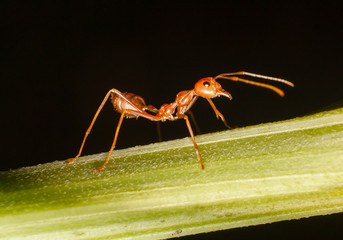 close-up the ant on  branch.