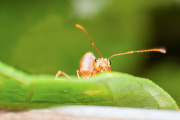close-up the ant on  branch.
