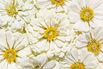 Background of the inflorescences of white zinnias