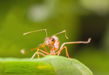 close-up the ant on  branch.