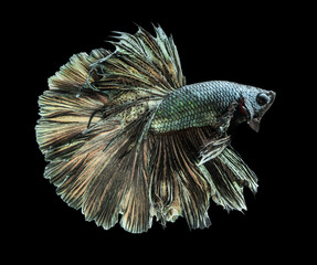 abstract action of  Betta
