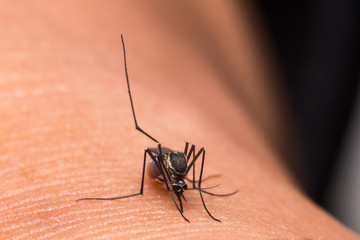 Mosquito eating blood