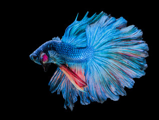 beautiful and colorful siam fighting fish