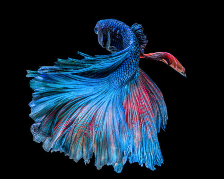 beautiful blue fighting fish