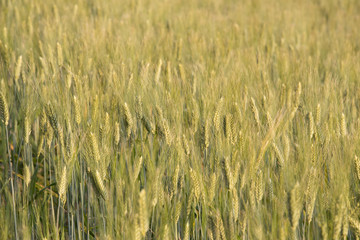 field of wheat still green for natural background