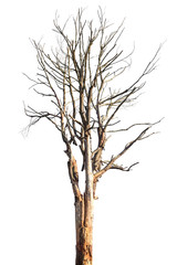 Dead tree or dry tree isolated on white background with clipping path.